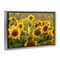 Stupell Industries Central Sunflower in Meadow Floating Frame, design by Andy Crawford
